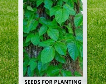 Bulk wholesale seeds for planting, Toxicodendron radicans seeds, Eastern Poison Ivy, lot 40 seeds