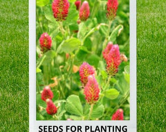 Bulk wholesale seeds for planting, Trifolium incarnatum seeds, Crimson Clover, Italian Clover, lot 358 seeds