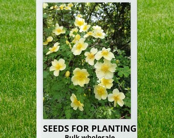 Bulk wholesale seeds for planting, Rosa xanthina seeds, Manchu Rose, Yellow Rose, lot 20 seeds