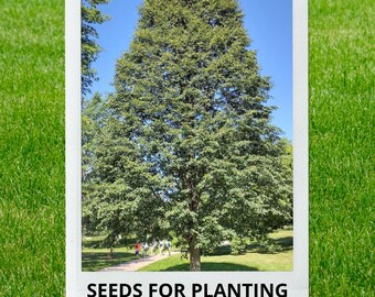 Bulk wholesale seeds for planting, Tilia cordata seeds, Little-leaf Linden, Littleleaf Linden, Small-leaved Lime, lot 24 seeds