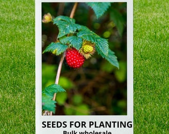 Bulk wholesale seeds for planting, Rubus spectabilis seeds, Salmon Berry, Salmonberry, lot 35 seeds