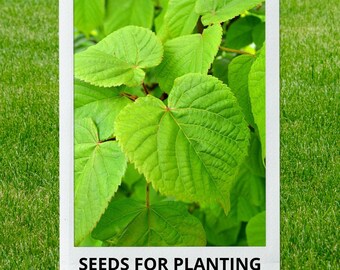 Bulk wholesale seeds for planting, Tilia platyphyllos seeds, Big-leaf Linden, Bigleaf Linden, Largeleaf Linden, lot 12 seeds