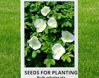 Bulk wholesale seeds for planting, Rosa rugosa 'Alba' seeds, White Rugosa Rose, lot 29 seeds