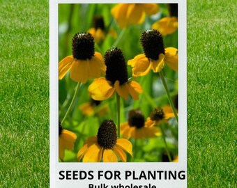 Bulk wholesale seeds for planting, Rudbeckia amplexicaulis seeds, Clasping Coneflower, lot 166 seeds