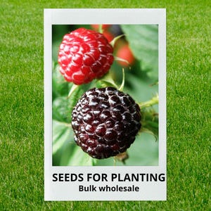 May include: A white framed image displays two ripe berries: a vibrant red raspberry and a dark, almost black, blackberry. The image is set against a backdrop of green foliage. Text at the bottom reads "SEEDS FOR PLANTING" and "Bulk wholesale".