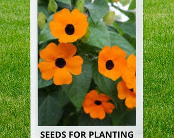 Bulk wholesale seeds for planting, Thunbergia alata seeds, Blackeyed Susan Vine, lot 13 seeds