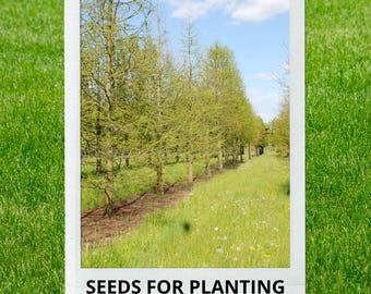 Bulk wholesale seeds for planting, Taxodium distichum var. imbricatum seeds, Pond Cypress, lot 29 seeds