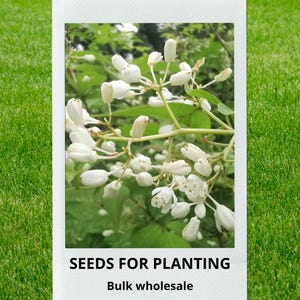 May include: A polaroid-style image featuring white flowers and green leaves. The text "SEEDS FOR PLANTING" and "Bulk wholesale" are displayed at the bottom of the image. The background is a lush green lawn.