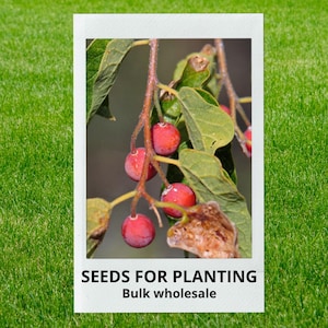 May include: A close-up of a polaroid-style image featuring a branch with green leaves and several small, round, red berries. The text "SEEDS FOR PLANTING" and "Bulk wholesale" is printed at the bottom of the image.