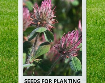 Bulk wholesale seeds for planting, Trifolium hirtum seeds, Rose Clover, lot 168 seeds