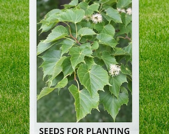Bulk wholesale seeds for planting, Tilia amurensis seeds, Amur Lime, Amur Linden, lot 19 seeds