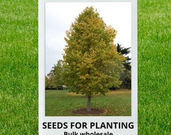 Bulk wholesale seeds for planting, Corylus colurna + seeds, Turkish Filbert, Turkish Hazelnut, lot 18 seeds