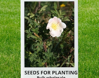 Bulk wholesale seeds for planting, Rosa spinosissima seeds, Burnet Rose, Scotch Rose, lot 10 seeds