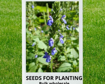 Bulk wholesale seeds for planting, Salvia hispanica seeds, Chia, lot 144 seeds