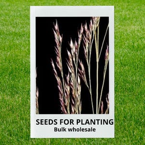 May include: A white framed image featuring a close-up of seed heads against a black background. The seed heads are a mix of pink and tan hues. The text "SEEDS FOR PLANTING" and "Bulk wholesale" is displayed at the bottom of the image.