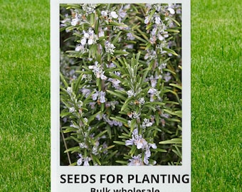 Bulk wholesale seeds for planting, Rosmarinus officinalis seeds, Rosemary, lot 98 seeds