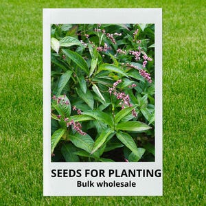 Chinese Knotweed - Etsy