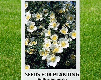 Bulk wholesale seeds for planting, Rosa spinosissima seeds, Burnet Rose, Scotch Rose, lot 11 seeds