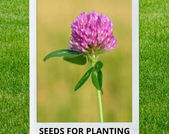 Bulk wholesale seeds for planting, Trifolium pratense seeds, Medium Red Clover, Red Clover, lot 155 seeds
