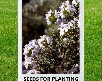 Bulk wholesale seeds for planting, Thymus vulgaris seeds, Garden Thyme, common thyme, common thyme, lot 259 seeds