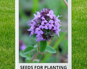 Bulk wholesale seeds for planting, Thymus serpyllum seeds, Breckland Thyme, Creeping Thyme, Wild Thyme, mother-of-thyme, lot 290 seeds