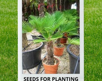 Bulk wholesale seeds for planting, Trachycarpus fortunei 'Wagnerianus' seeds, Wagner Palm, Windmill Palm, lot 9 seeds