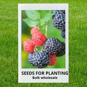 May include: A close-up of a polaroid-style image featuring red and black raspberries on a green leafy branch. The image has the text "SEEDS FOR PLANTING" and "Bulk wholesale" in white text at the bottom.