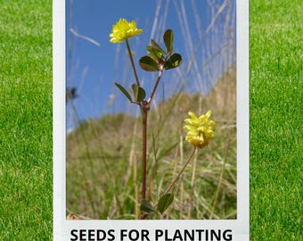 Bulk wholesale seeds for planting, Trifolium campestre seeds, Field Clover, Hop Trefoil, Low Hop Clover, lot 34 seeds
