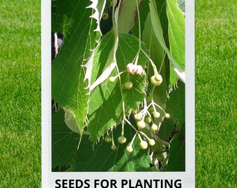 Bulk wholesale seeds for planting, Tilia dasystyla subsp. caucasica seeds, Caucasian Linden, lot 10 seeds