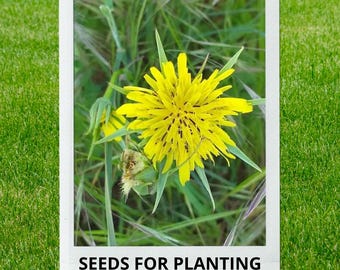 Bulk wholesale seeds for planting, Tragopogon dubius seeds, Western Goatsbeard, Yellow Salsify, lot 13 seeds