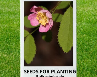 Bulk wholesale seeds for planting, Rosa gymnocarpa seeds, Baldhip Rose, Dwarf Rose, lot 195 seeds