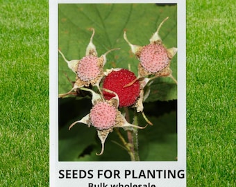 Bulk wholesale seeds for planting, Rubus parviflorus seeds, Thimbleberry, redcap, lot 117 seeds