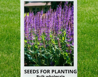 Bulk wholesale seeds for planting, Salvia nemorosa seeds, Balkan Clary, Meadow Sage, Purple Wood Sage, Violet Sage, lot 94 seeds