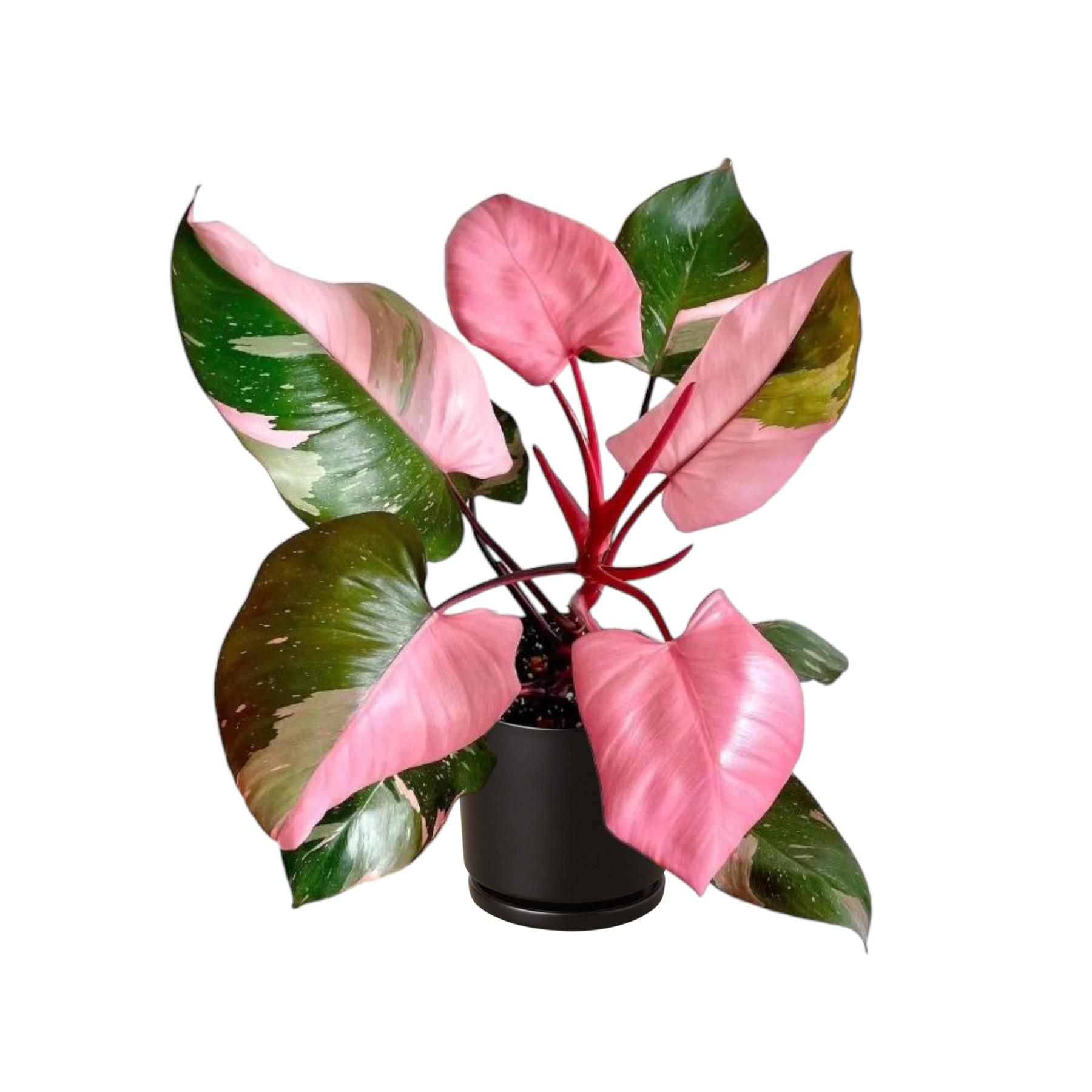 RARE Philodendron Pink Princess 4/6/8" - Rare plant - Live houseplant  - Gift