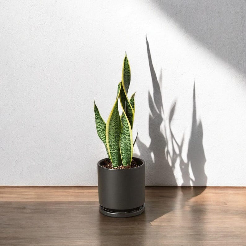 Rooted Sansevieria Snake Plant - Dracaena Mother-in-Law's Tongue Live Air Purifying Houseplant