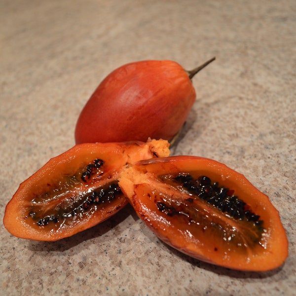 Graines de Tamarillo rouge - Tomate arborescente - Solanum betaceum