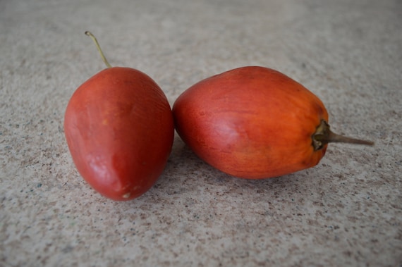 RED TAMARILLO SEEDS Solanum betaceum 'Red' 20 Tree Tomato Edible Fast Growing RED TAMARILLO SEEDS Solanum betaceum 'Red' 20 Tree Tomato Edible Fast Growing