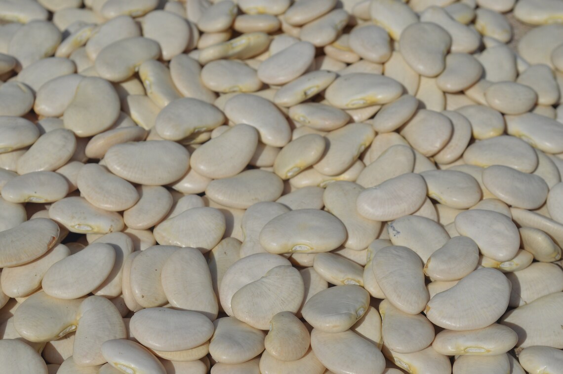 Jumbo White Lima Bean Seeds Butter Bean Sieva Bean Double Etsy