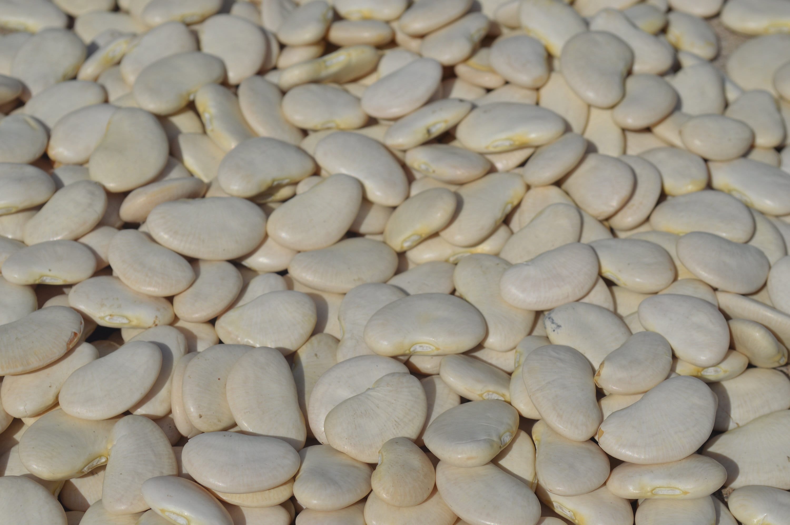 Jumbo White Lima Bean Seeds Butter Bean Sieva Bean Double Etsy