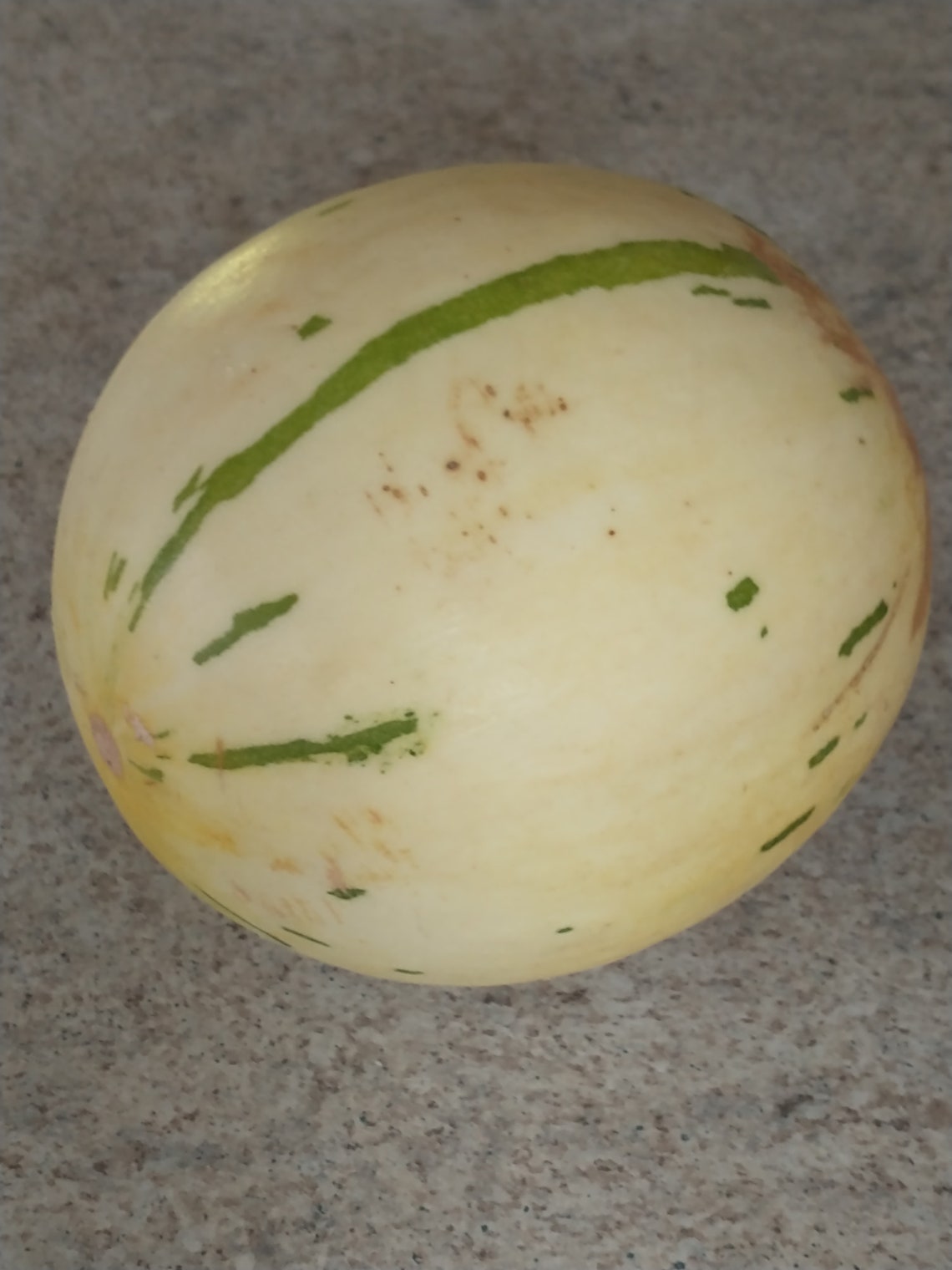 Dino Melon Seeds Cucumis Melo dino Etsy