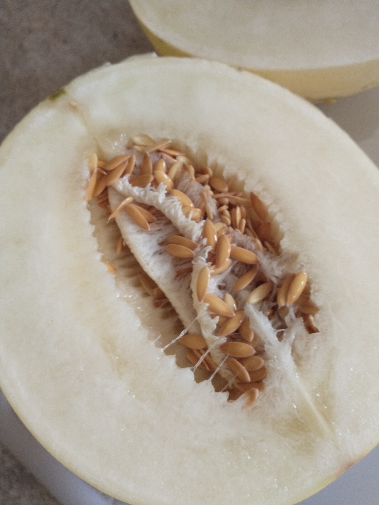 Dino Melon Seeds Cucumis Melo dino Etsy