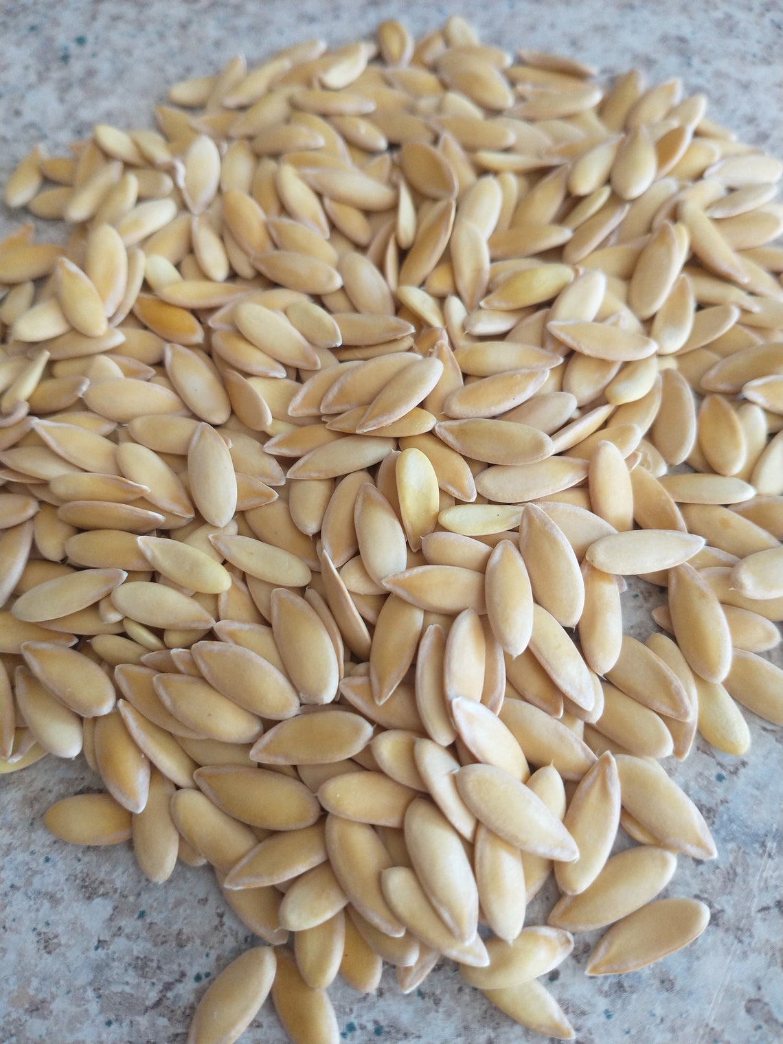 Dino Melon Seeds Cucumis Melo dino Etsy