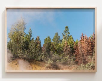 Yellowstone Misty Forest Print, Minimalist Nature Photography Wall Art, Foggy Pine Trees Landscape, Nature Scenery Poster, Wyoming Landscape