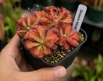 Drosera Aliciae Starter Plant | Cape Sundew Carnivorous Plant | Insect Eating | Minimum 2 Buy