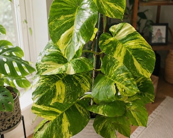 Giant Hawaiian Pothos Starter Plant | Rare Variegated Pothos | Minimum Purchase 2 Plants