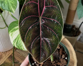 Alocasia Azlanii Red Mambo Starter Plant | Rare Jewel Alocasia | Minimum Purchase 2 Plants