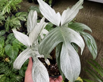 Philodendron White Ghost Starter Plant | Rare White Variegated Aroid | Minimum 2 Buy