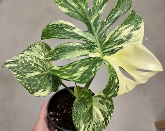 Monstera Thai Constellation Marble Starter Plant | Rare Variegated Monstera | Minimum Purchase 2 Plants