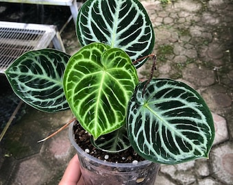 Anthurium RC X Dorayaki X Red Crystallinum 4” - Growers Choice - Etsy