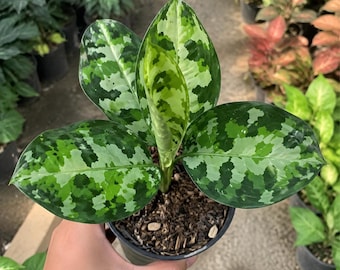 Hybrid Philodendron Billietiae X El Choco Red Variegated Rooted US